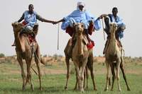Верблюды, одно из национальных достояний Мавритании (84Кб)