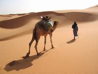 В песках Западной Сахары, Мавритания (500x375px  89Кб)