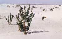 Растительность в песках близ Нокушота (120Кб)