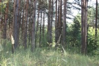 Шалинские леса (1000х667,  153Kb)