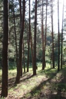 Шалинские леса (600х900,  118Kb)