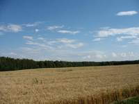 Леса и пшеница Лаишевского района (1000х750,  79Kb)