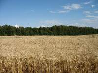 Леса и пшеница Лаишевского района (1000х750,  136Kb)